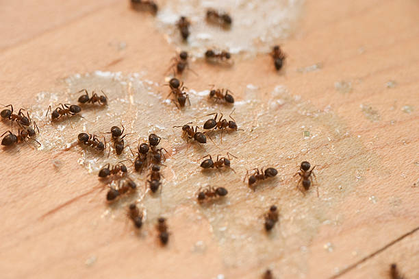 Reliable Port Vue, PA Pest Control Solutions